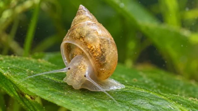 A translucent amber Physella acuta-type bladder snail showing a left-opening shell and fine tentacles.