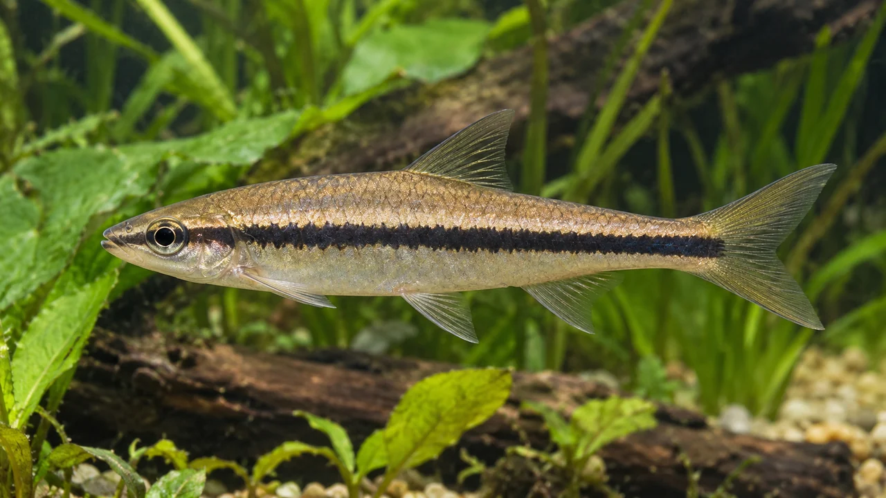 Brilliant Rasbora showing its identifying shape and markings in a suitable aquarium setting.