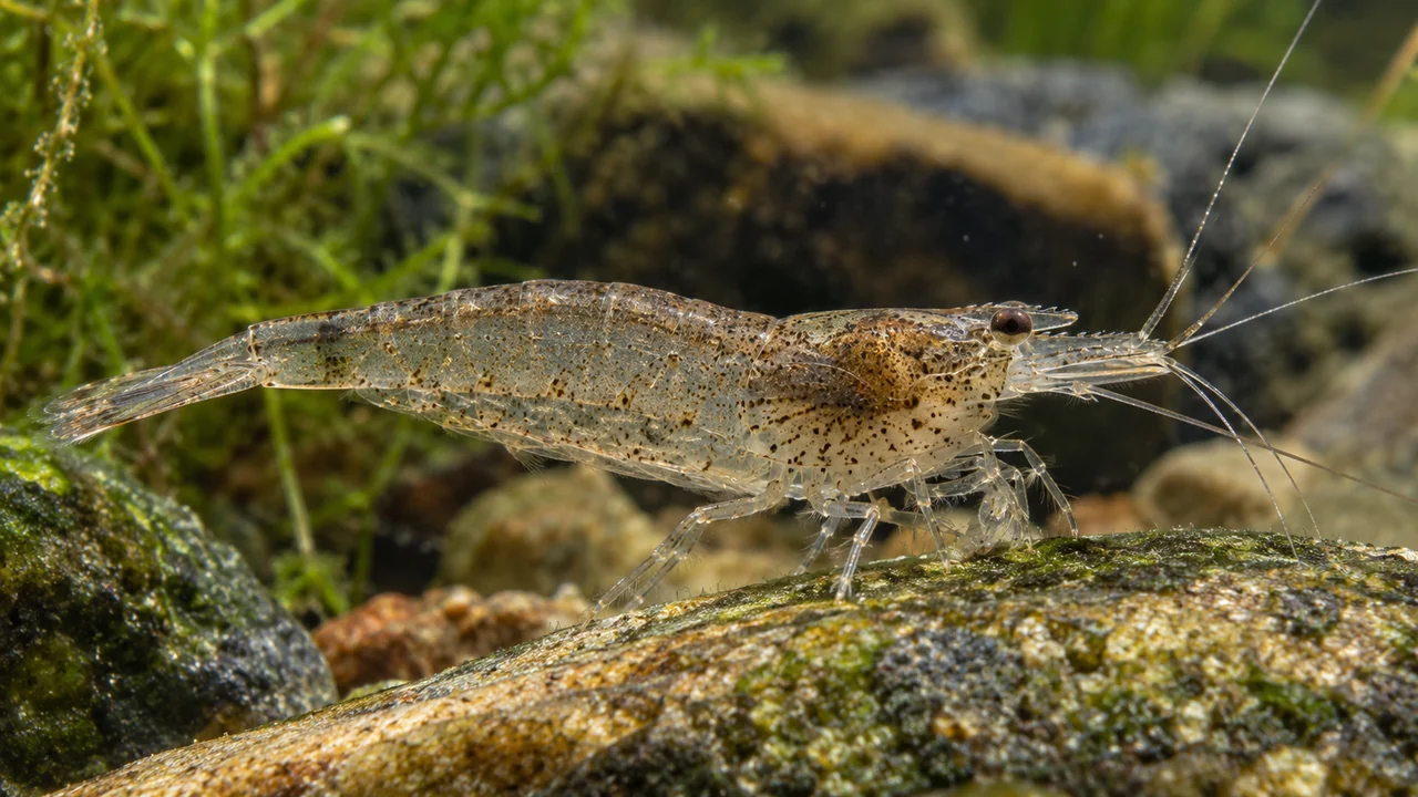 Grey translucent Caridina typus with a short rostrum and small picking appendages on a mature stone.