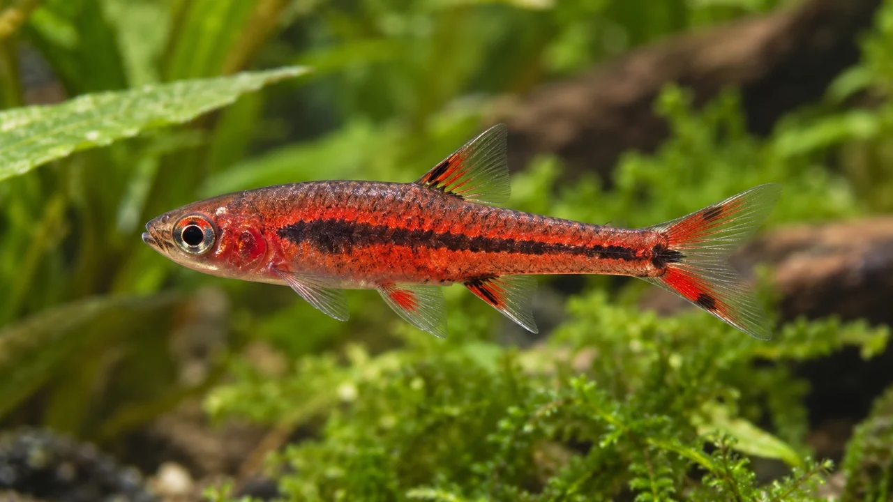 Chilli Rasbora showing its identifying shape and markings in a suitable aquarium setting.