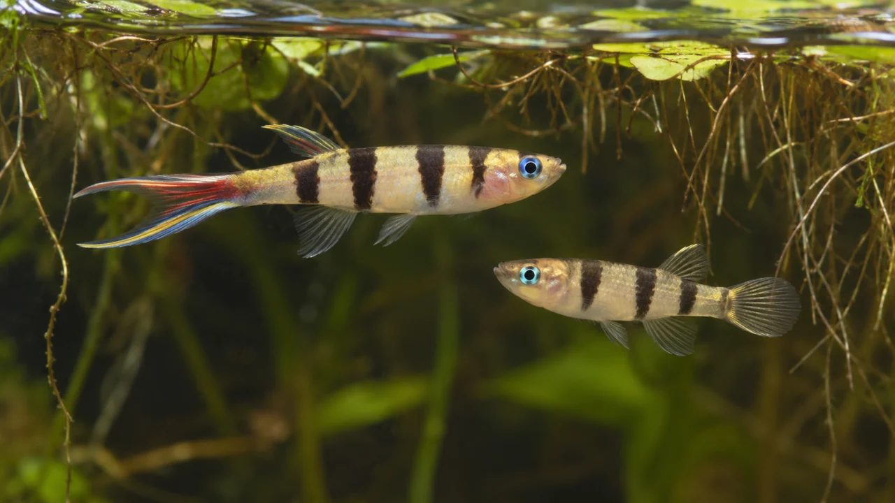 A male and female Clown Killifish beside floating roots, with dark body bands and different tail colours.