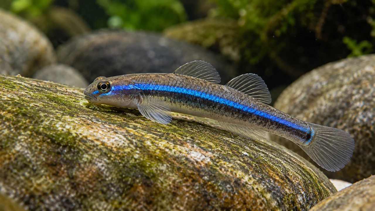 Male Stiphodon semoni grazing on a rounded stone, with a cobalt lateral band and translucent rounded dorsal fins.
