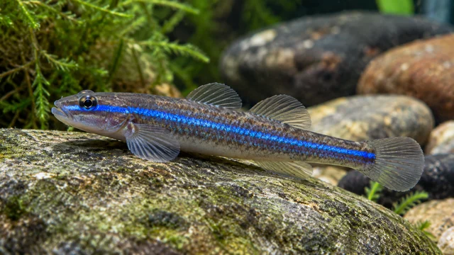 Cobalt Blue Goby showing its identifying shape and markings in a suitable aquarium setting.