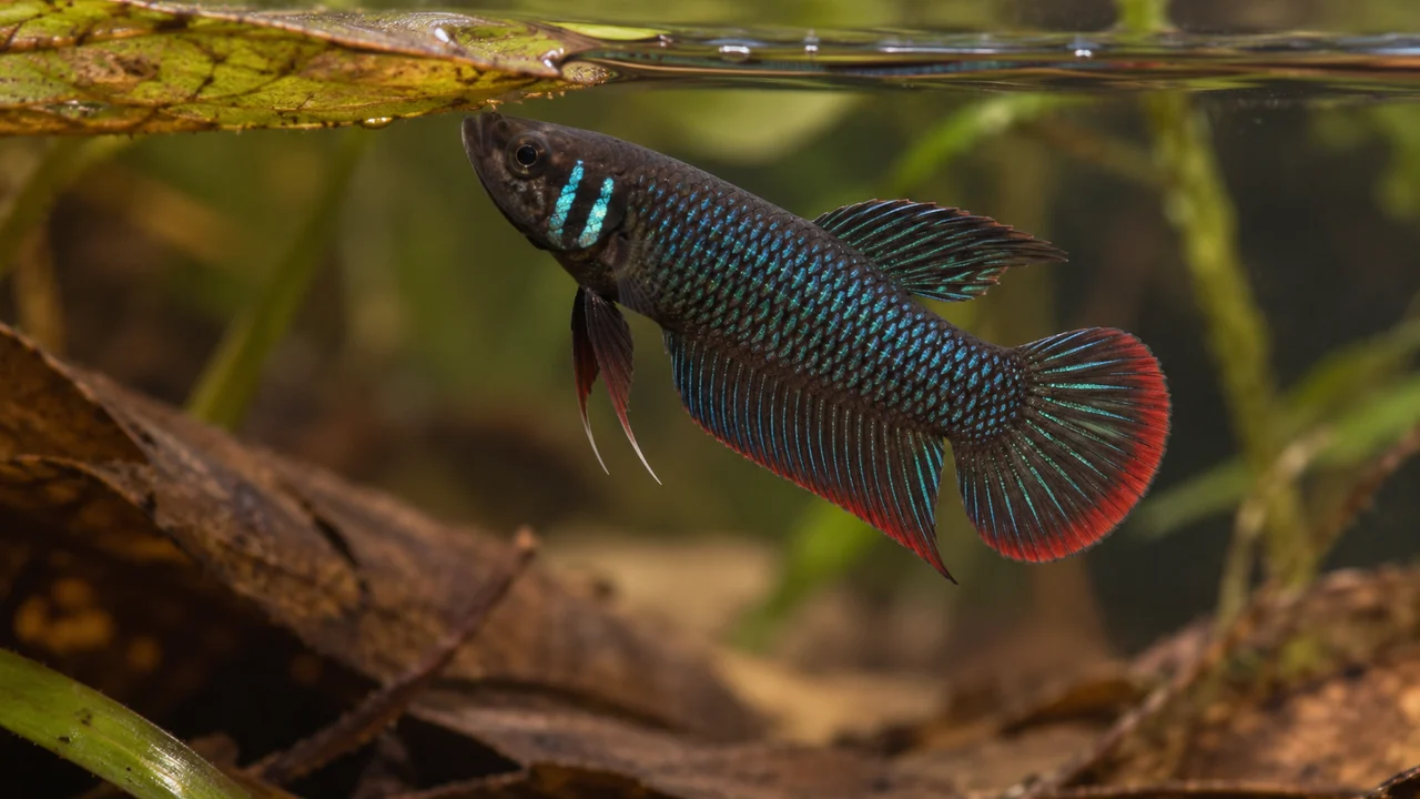 A short-finned Crescent Betta beside a floating leaf, with turquoise opercular bars and a red outer tail crescent.