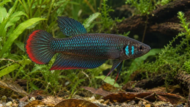 Crescent Betta showing its identifying shape and markings in a suitable aquarium setting.