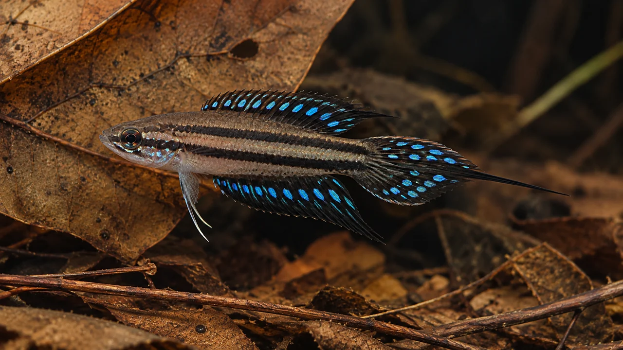 A male Deissner’s Licorice Gourami showing separate blue fin spots and a pointed tail with a black median filament.