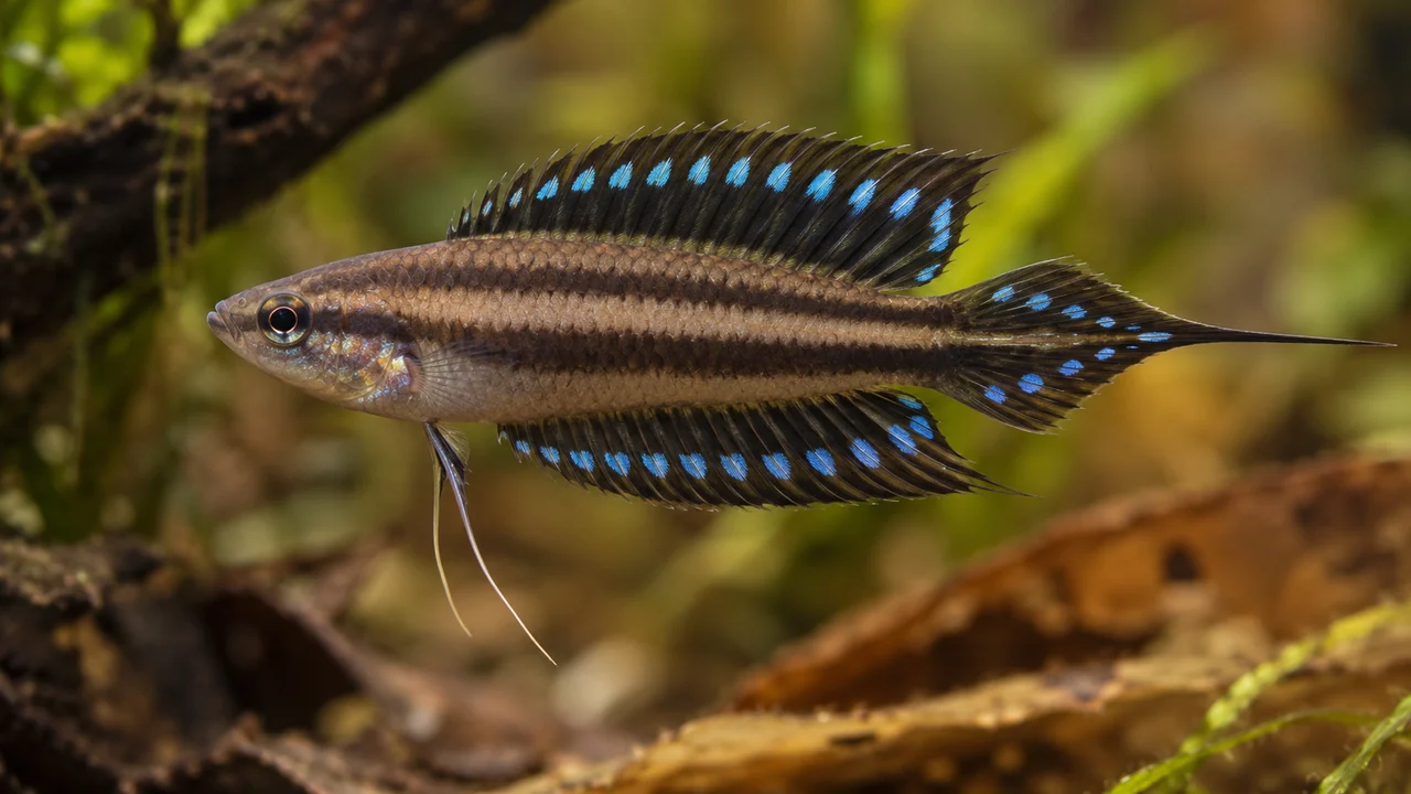 Deissner’s Licorice Gourami showing its identifying shape and markings in a suitable aquarium setting.