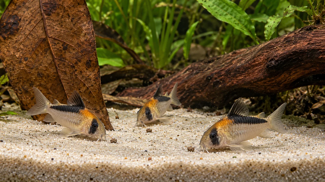 Duplicate corys finding a small sinking food portion on fine sand, showing pale armour, dark masks and gold napes.