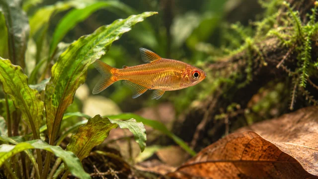 An ember tetra with a translucent copper-orange body and red-orange eye hovering beside planted cover.