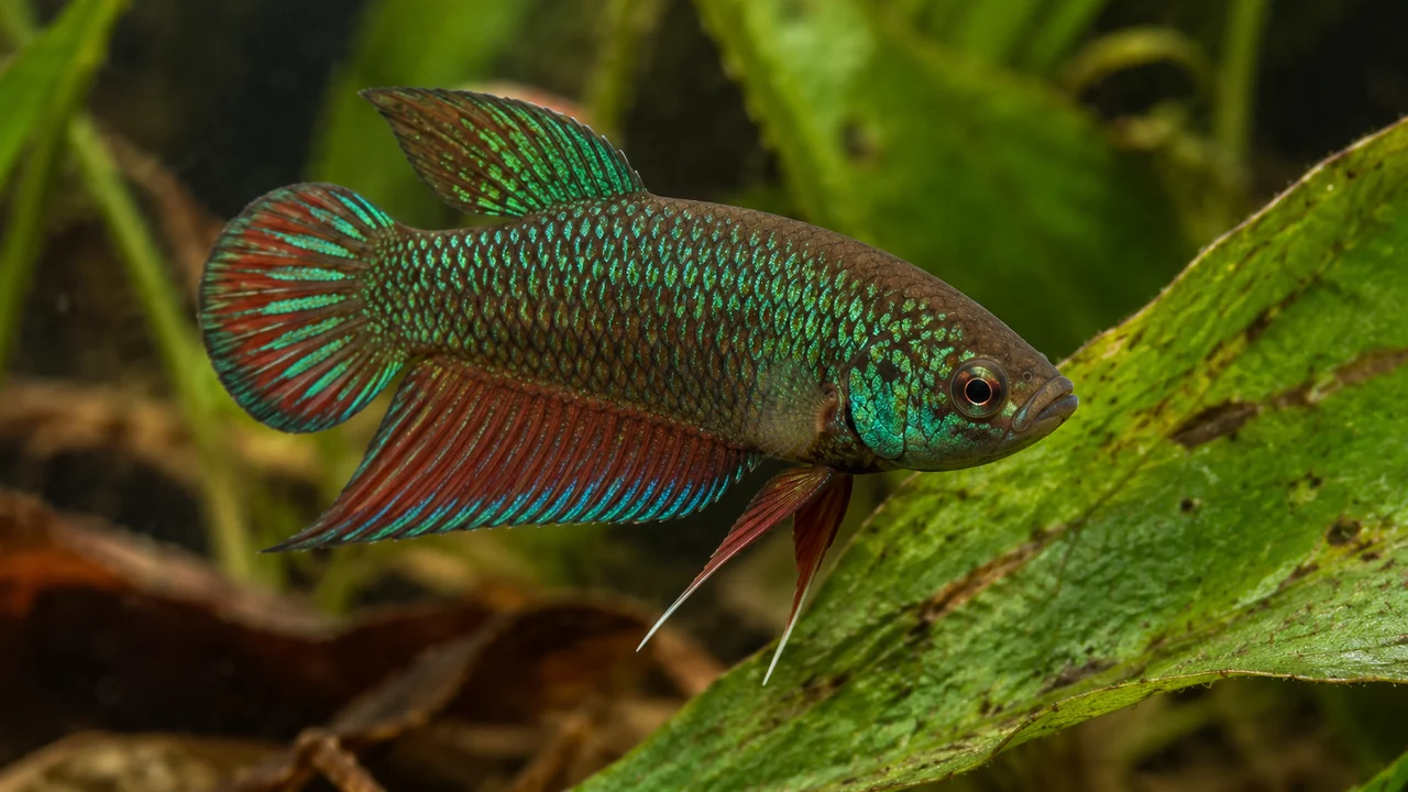 A natural short-finned Emerald Betta showing green mosaic scales across the flank and gill cover, with reddish fin rays.