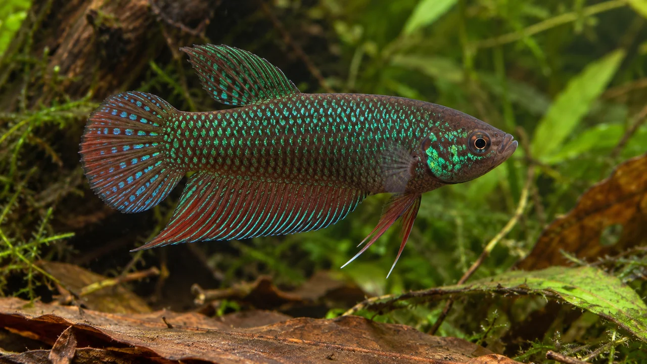 Emerald Betta showing its identifying shape and markings in a suitable aquarium setting.
