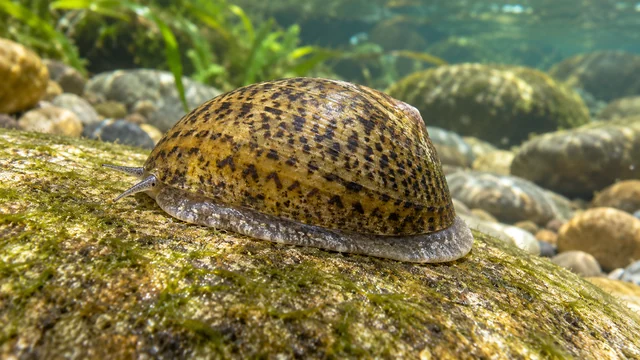 A cap-shaped Septaria porcellana-type neritid with geometric shell markings attached closely to a stone.