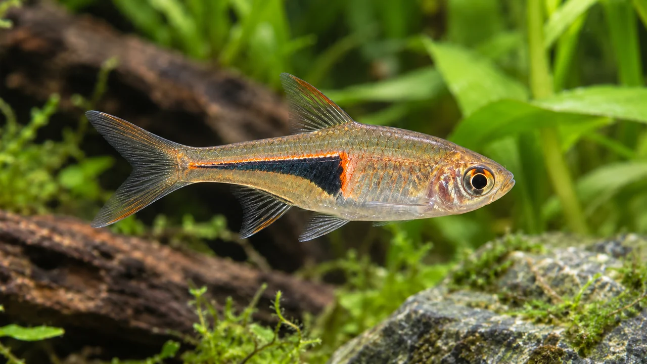 Glowlight Rasbora showing its identifying shape and markings in a suitable aquarium setting.