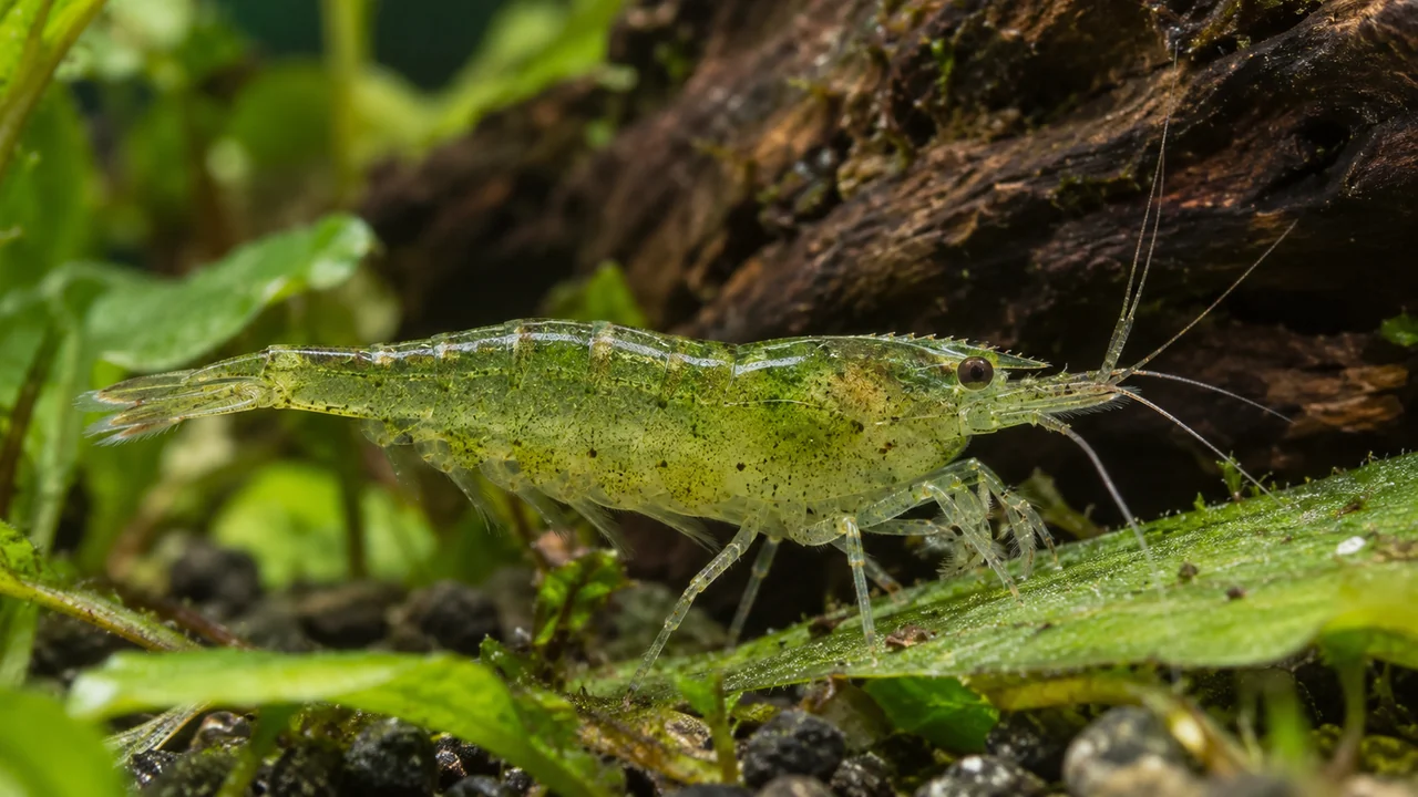 Green Babaulti-type dwarf shrimp showing a translucent green body and fine picking appendages.