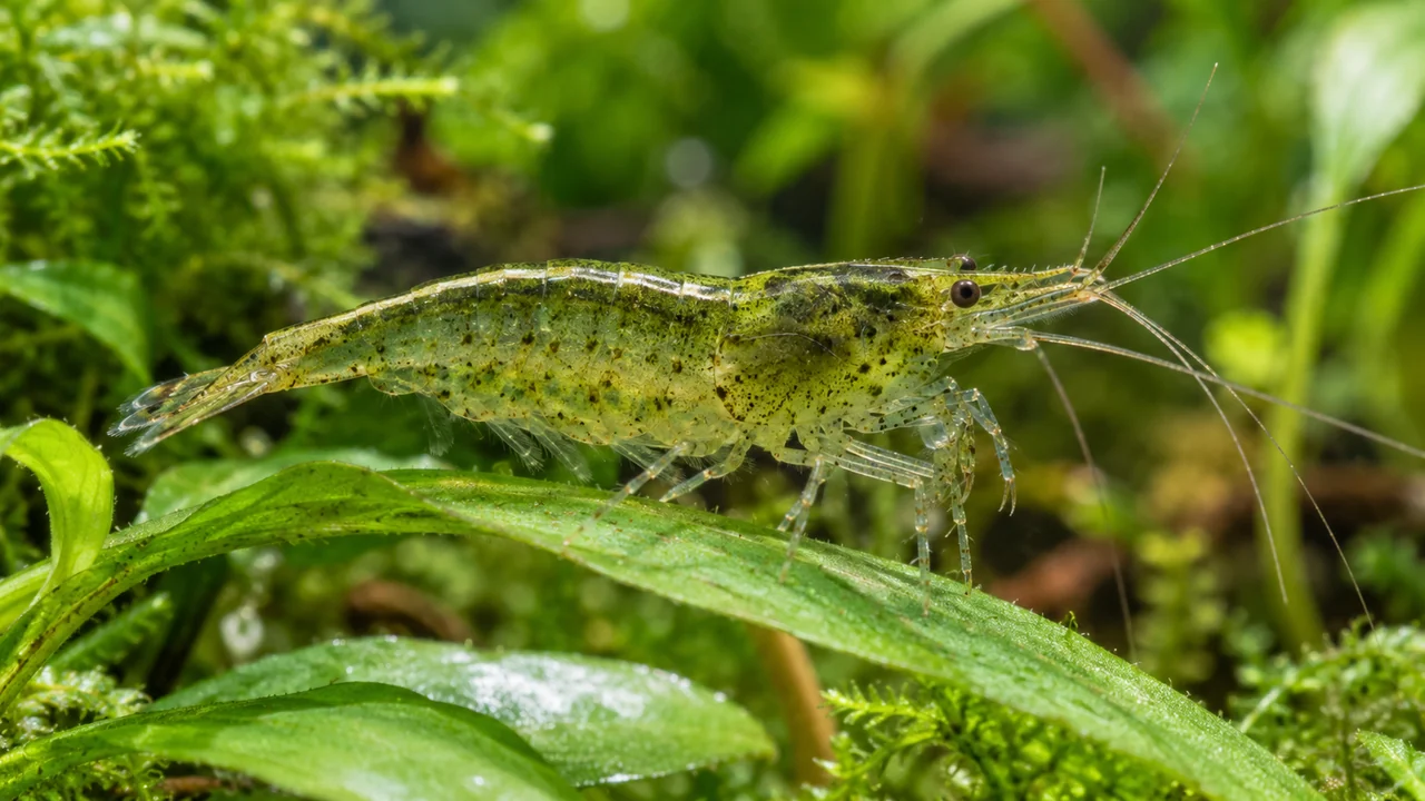 Translucent green Babaulti-type dwarf shrimp grazing on a plant leaf among moss and aged wood.