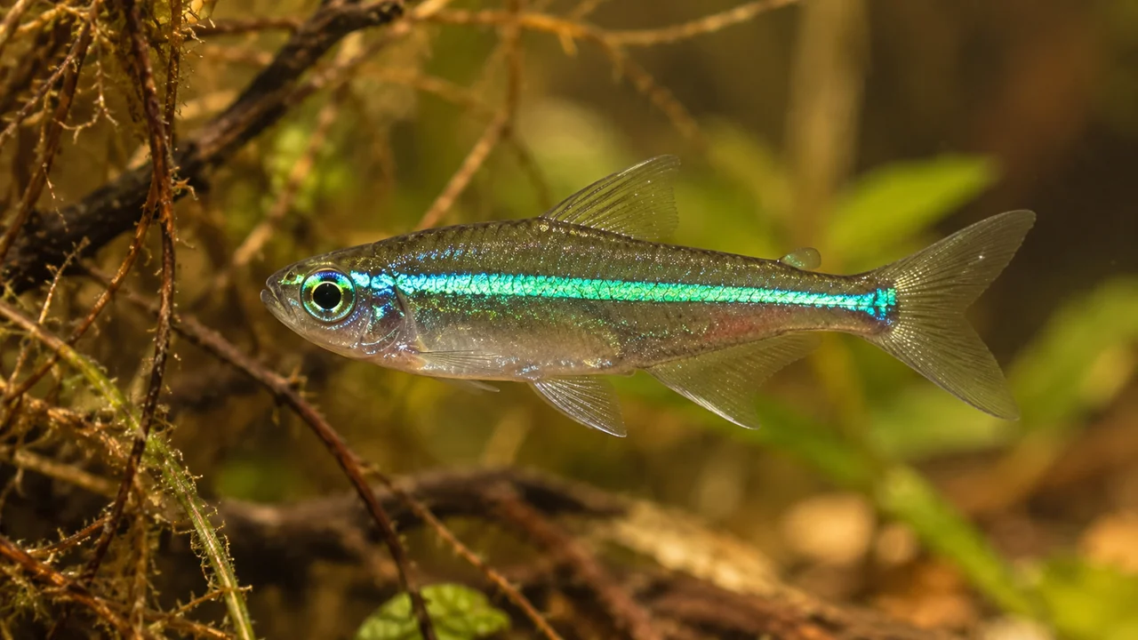A slender green neon tetra with a turquoise stripe extending towards the tail and a mostly translucent lower flank.