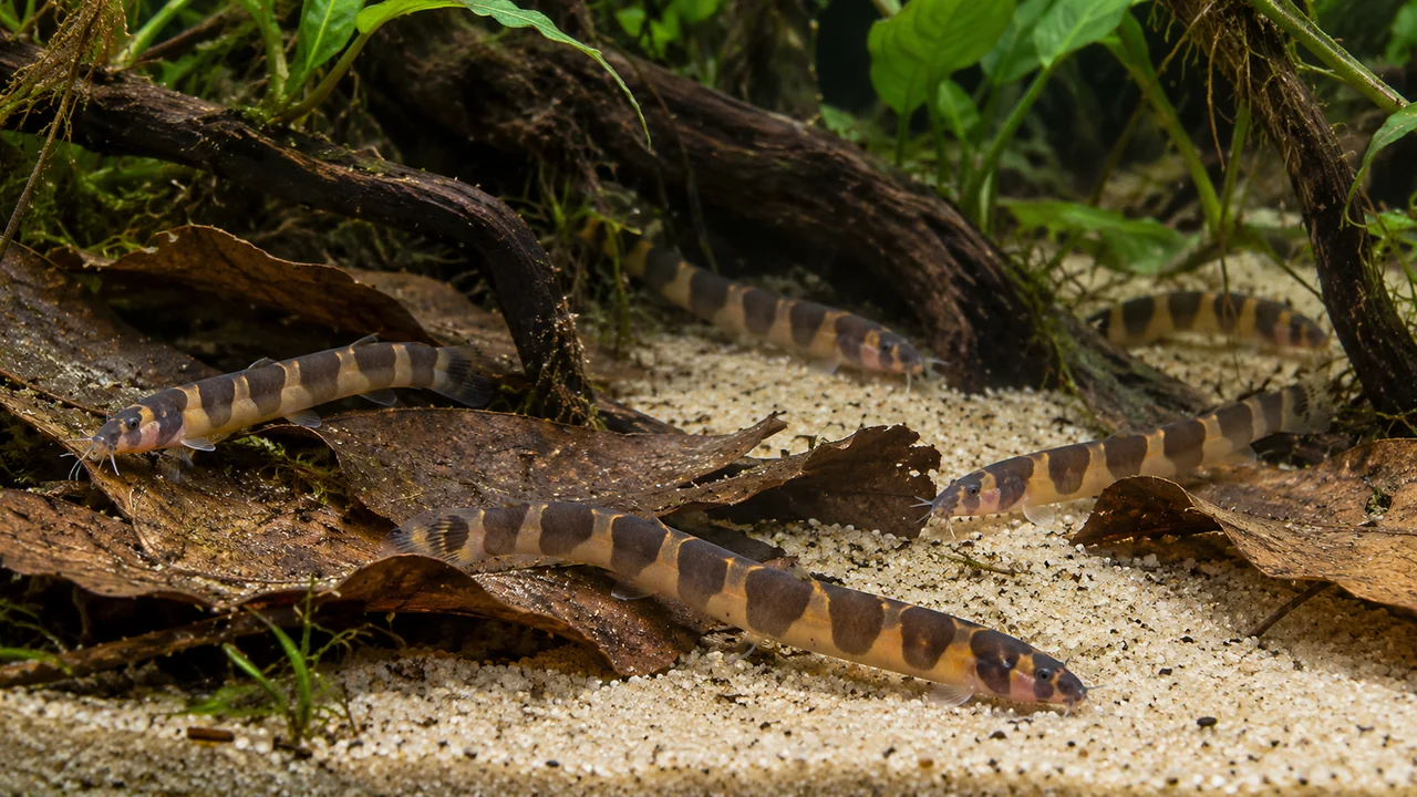 Half-Banded Kuhli Loaches using separate sand and leaf edges beneath low roots.