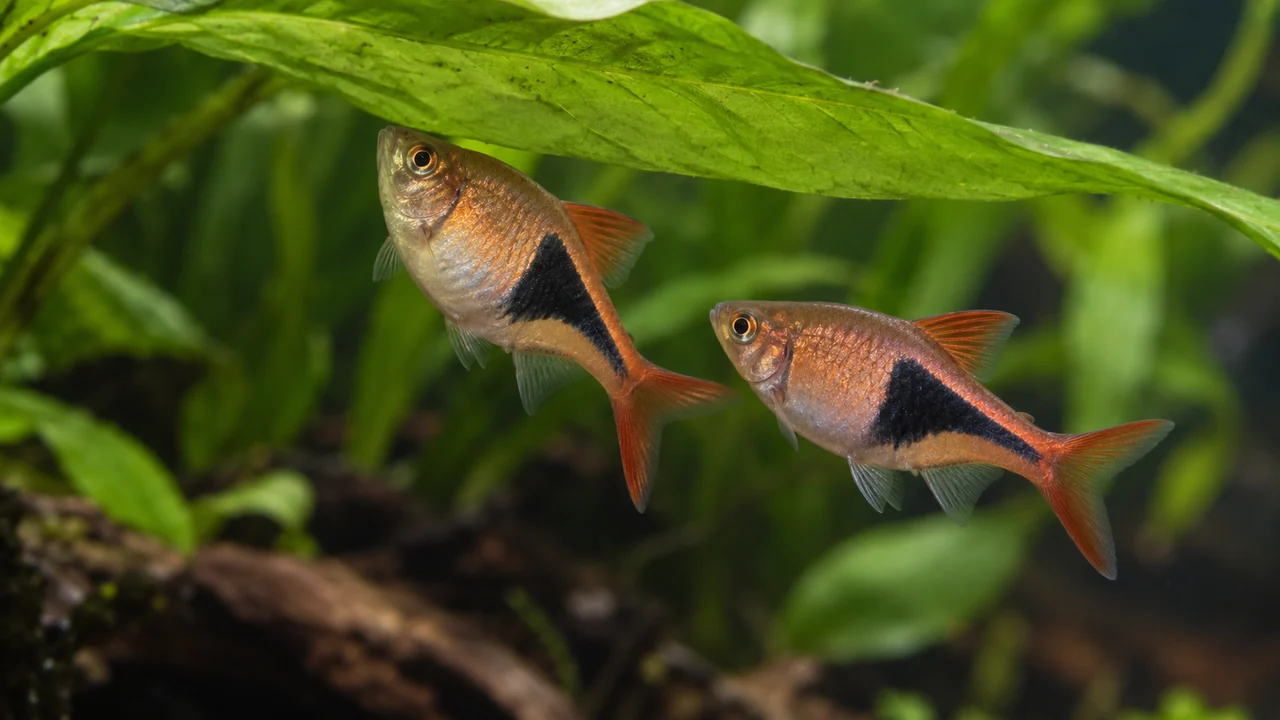 Two deep-bodied Harlequin Rasboras beside a broad aquarium leaf, showing their copper-pink bodies and broad black wedges.
