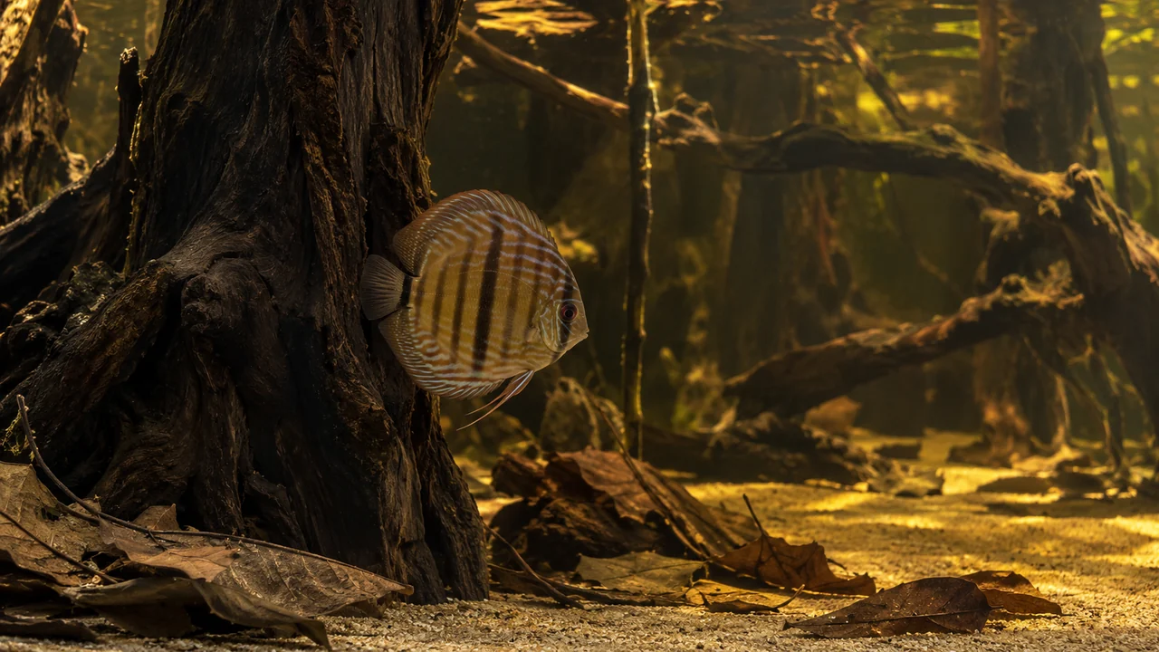 Natural Heckel discus beside dark wood, showing the broad central vertical bar and fine turquoise lines.