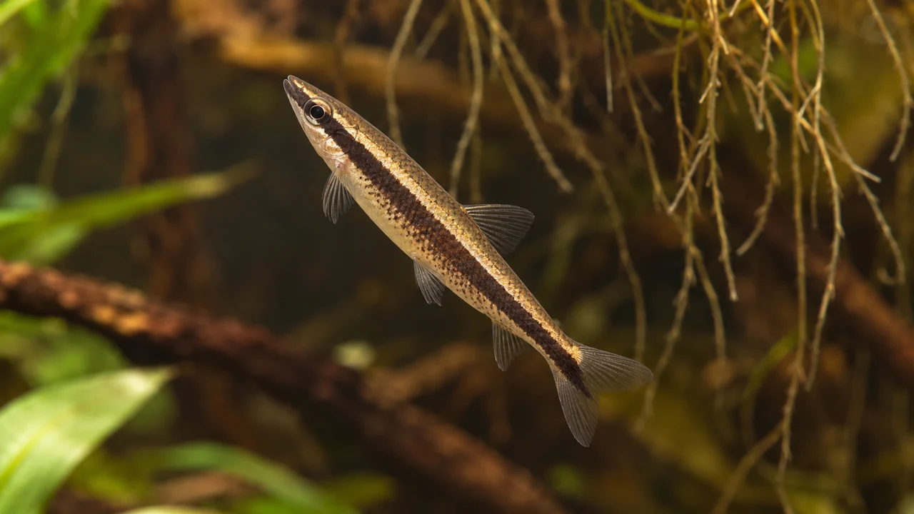 Hockeystick Pencilfish showing its natural body shape and identifying markings beside aquarium planting.