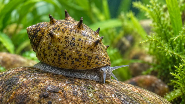 A small Clithon corona-type horned nerite with a rounded patterned shell and irregular short projections.