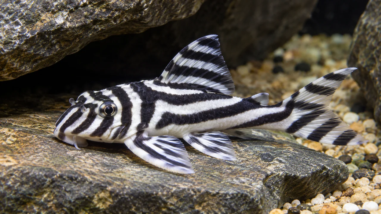 Hypancistrus zebra showing contrasting dark bands, compact fins and an armoured body on rock.