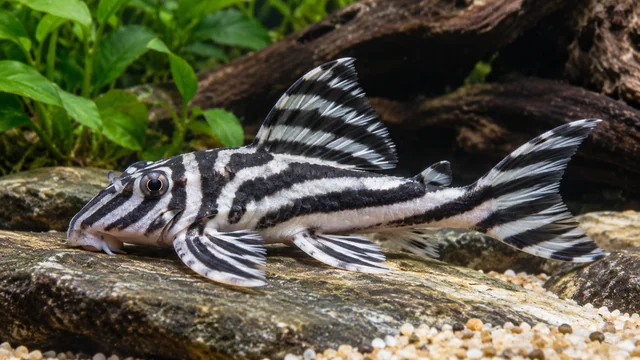 L046 Zebra Pleco showing its identifying shape and markings in a suitable aquarium setting.