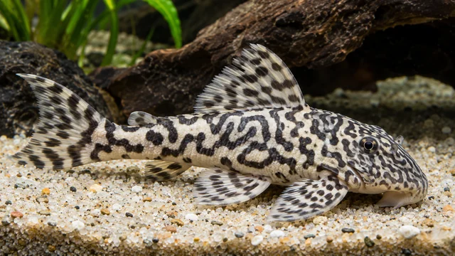 L236 Pleco showing its identifying shape and markings in a suitable aquarium setting.