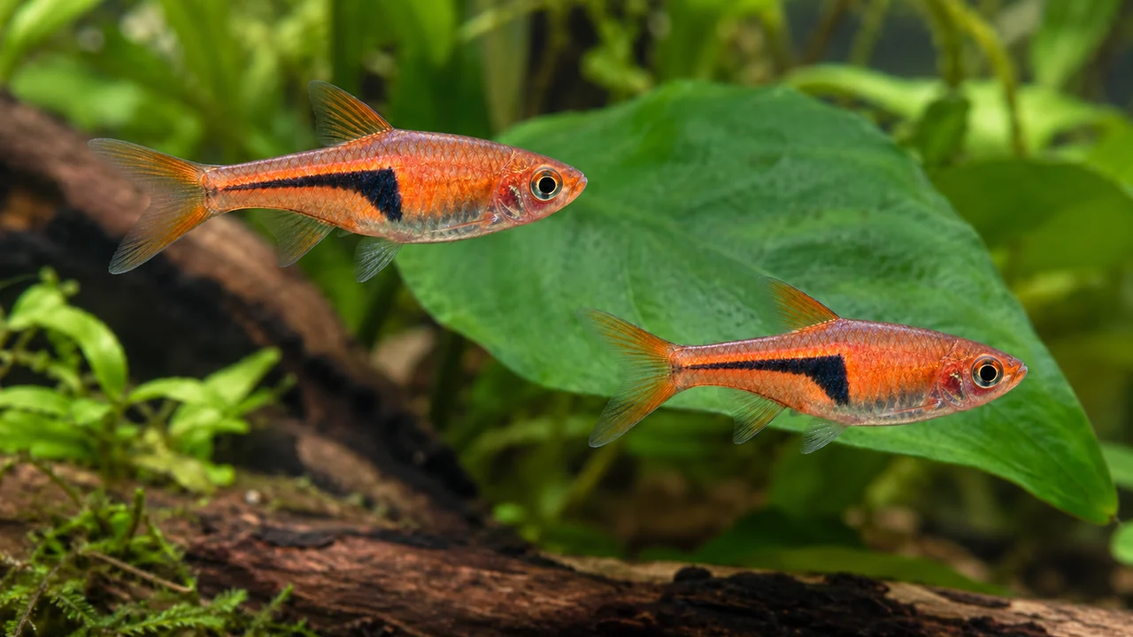 Two copper-orange Lambchop Rasboras beside a broad leaf, with narrow black rear-flank marks.