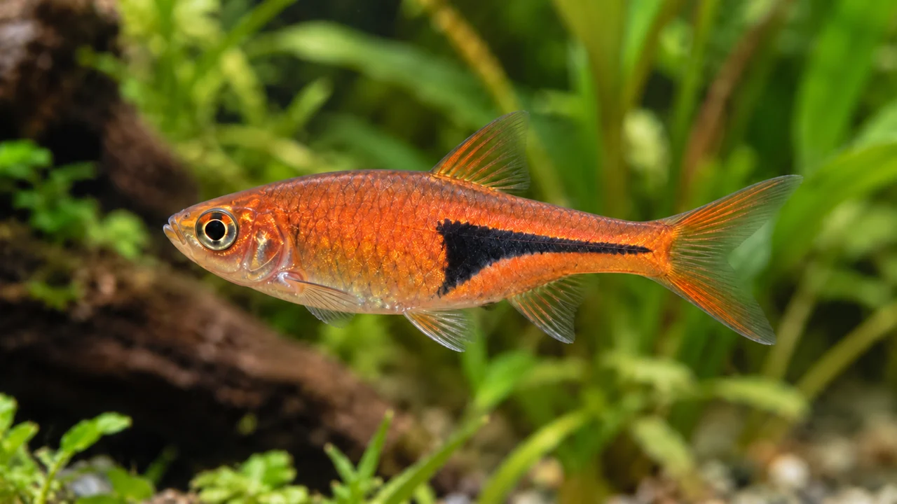 Lambchop Rasbora showing its identifying shape and markings in a suitable aquarium setting.