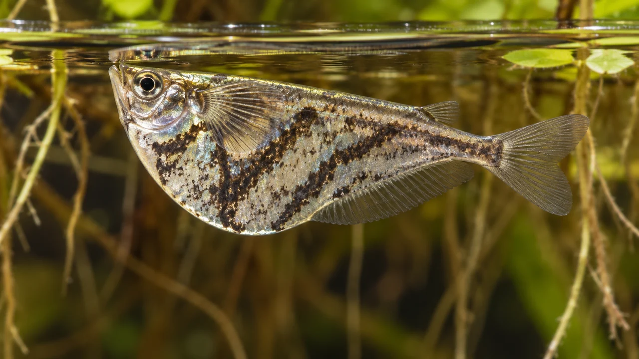 Marbled Hatchetfish showing its identifying shape and markings in a suitable aquarium setting.