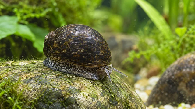 Dark helmet-shell Neritina pulligera grazing a rounded algae-patinated stone in clear planted water.