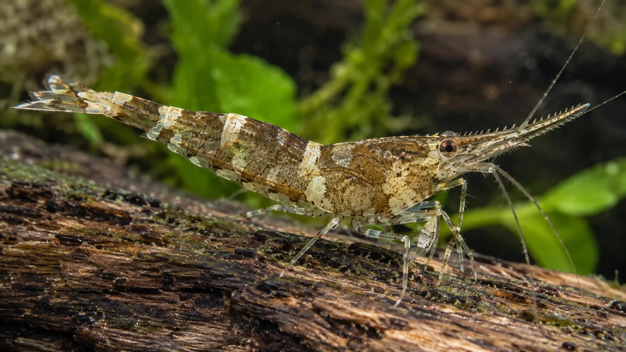 Brown cream-banded Ninja Shrimp with a straight finely serrated rostrum and delicate collecting appendages.