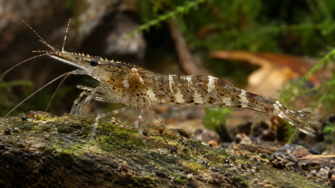 Brown cream-banded Ninja Shrimp with a straight finely serrated rostrum and delicate collecting appendages.