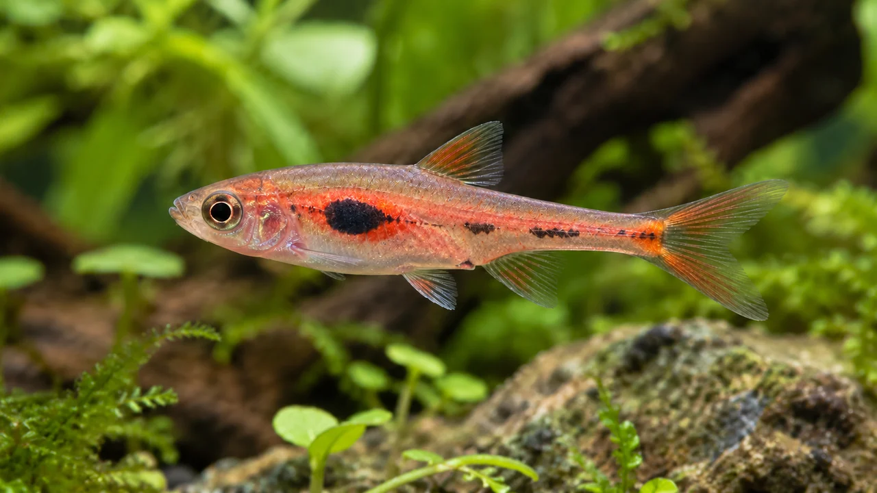 Phoenix Rasbora showing its identifying shape and markings in a suitable aquarium setting.