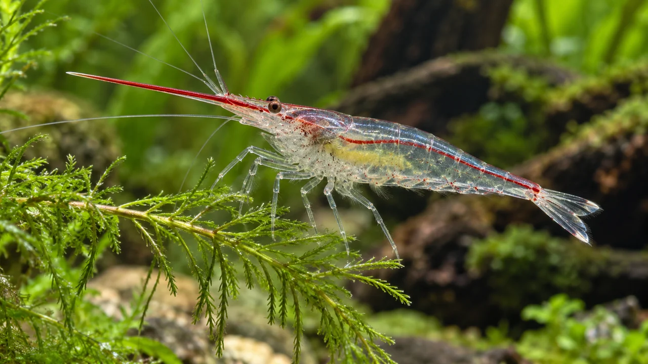 Pinocchio Shrimp showing its identifying shape and markings in a suitable aquarium setting.