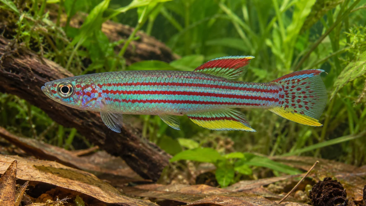 Red-Striped Killifish showing its identifying shape and markings in a suitable aquarium setting.