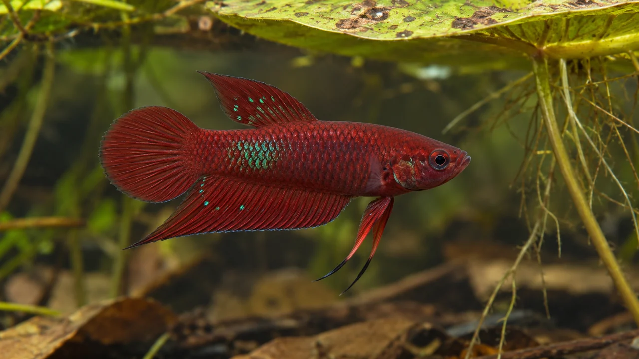 A wine-red Scarlet Betta beside a broad leaf, with a green flank patch, discrete green fin spots and dark pelvic tips.