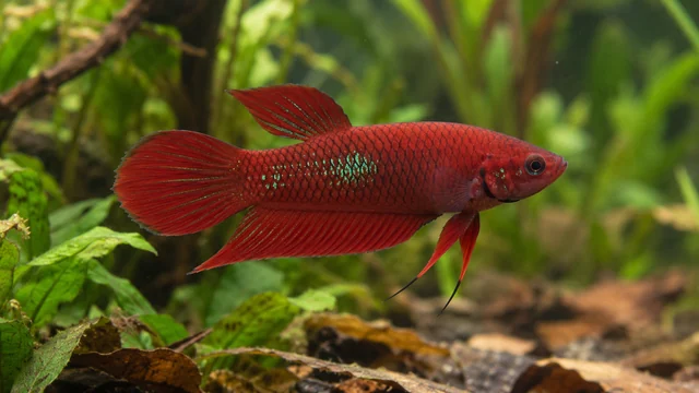 Scarlet Betta showing its identifying shape and markings in a suitable aquarium setting.