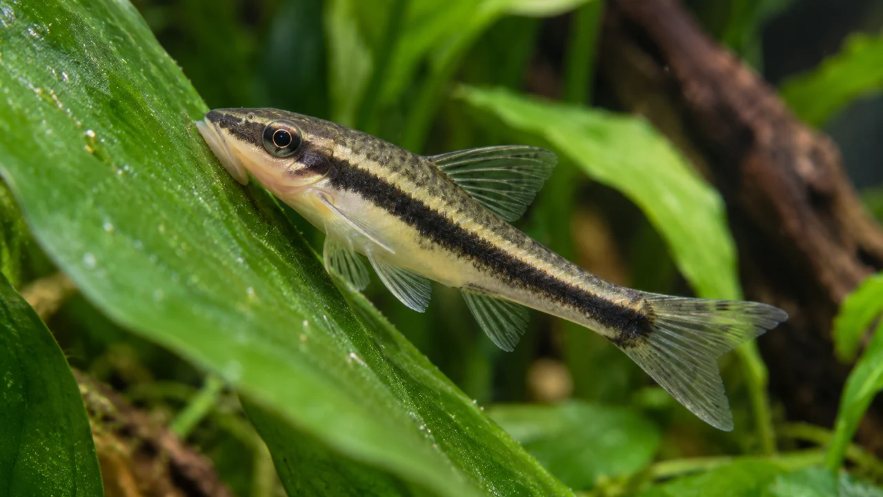 Striped suckermouth catfish grazing a broad leaf, showing its small ventral mouth and pale band above the dark flank stripe.