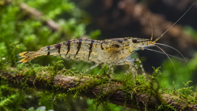 Tiger Shrimp showing its identifying shape and markings in a suitable aquarium setting.