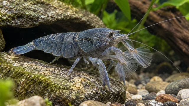 Vampire Shrimp showing its identifying shape and markings in a suitable aquarium setting.
