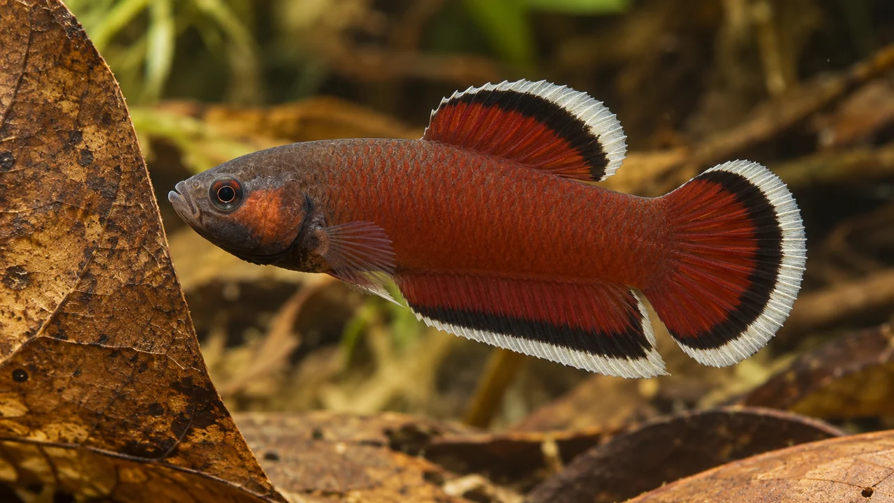 A brick-red male White-Seam Betta with broad white and dark bands around the dorsal, caudal and anal fins.