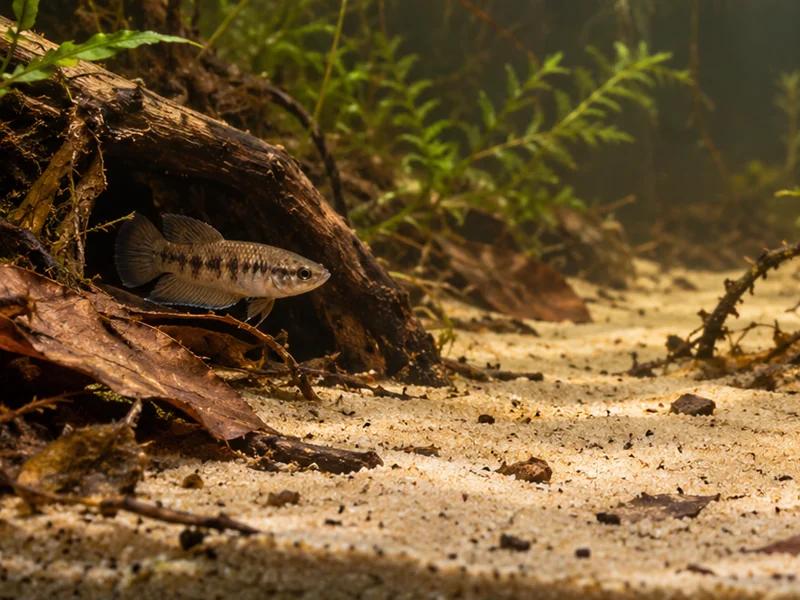 Muted female Betta channoides at the entrance of her own sheltered root refuge