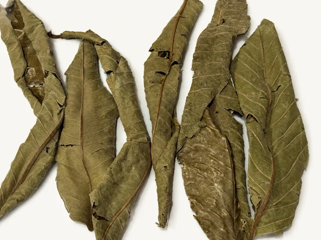 BBA catalogue photograph: Dried Guava Leaves – Natural Aquarium Leaf Litter