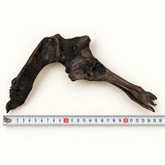 BBA catalogue photograph: Mangrove Root Driftwood