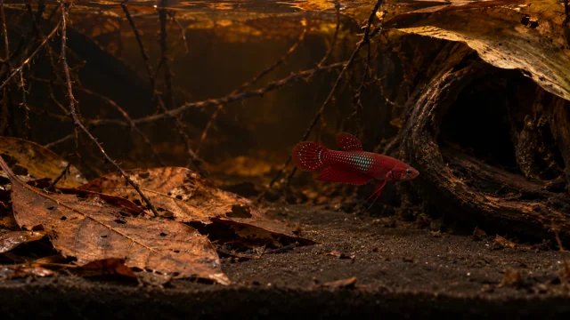 Slender wine-red Betta coccina male near a sheltered leaf-covered root in shaded forest water