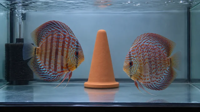 Two captive-bred discus beside a plain spawning cone and sponge filter in a simple dedicated aquarium