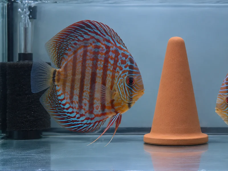 Adult captive-bred discus beside a spawning cone in an uncluttered dedicated setup
