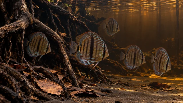 Heckel discus with broad dark central bars among roots in transparent dark-water aquarium light